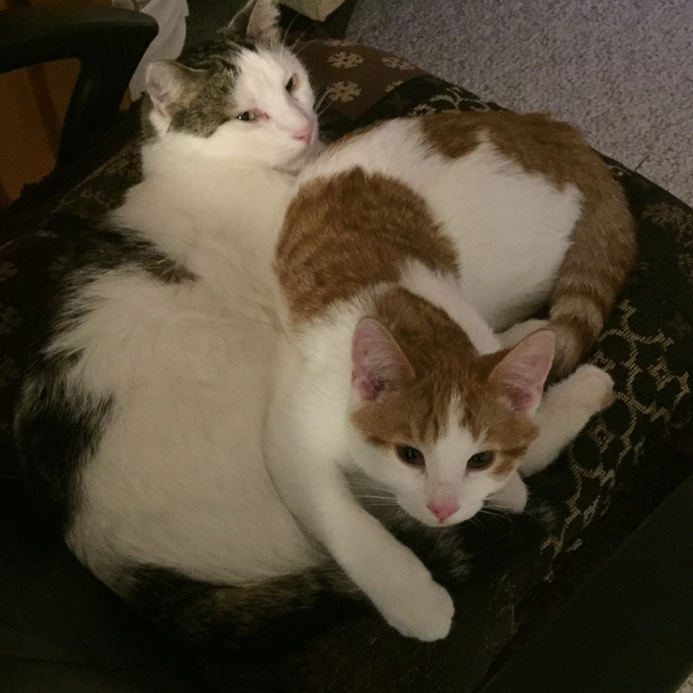 Meet your Posher, Zhanna